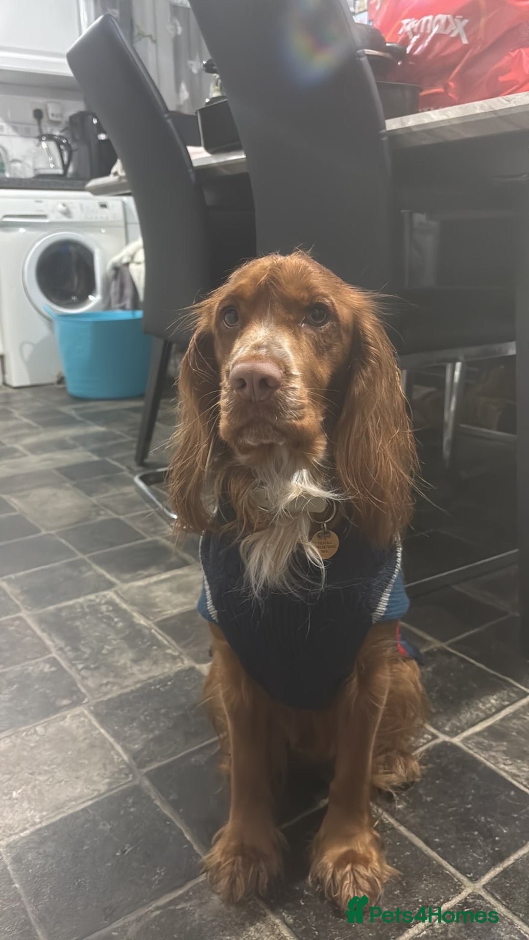 Cocker Spaniel dogs for stud: Working Cocker Spaniel for STUD - Advert 7