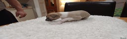 Whippet dogs for sale: KC  REG WHIPPET PUPS - Advert 5