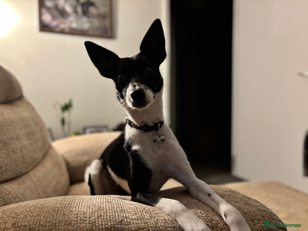 Mixed Breed dogs for sale: Poppy  - Advert 1