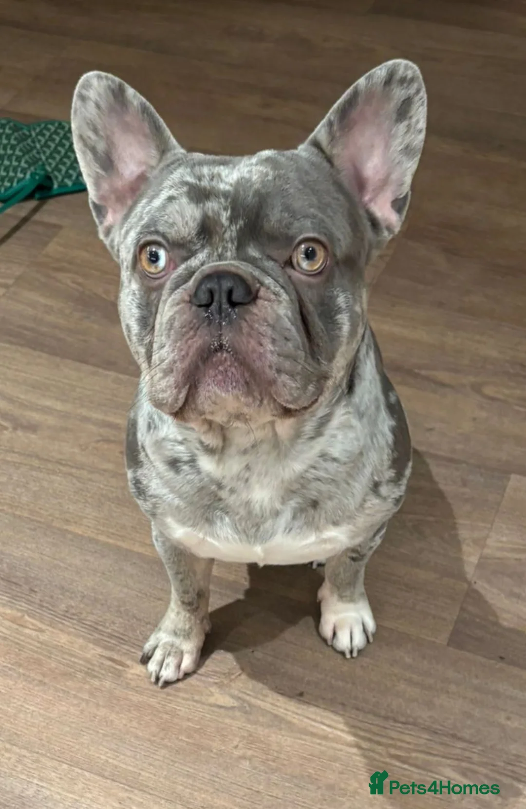 French Bulldog dogs for stud: Hugo French bulldog in London - Advert 1