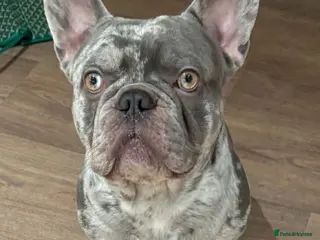 French Bulldog dogs Hugo French bulldog - Advert 1