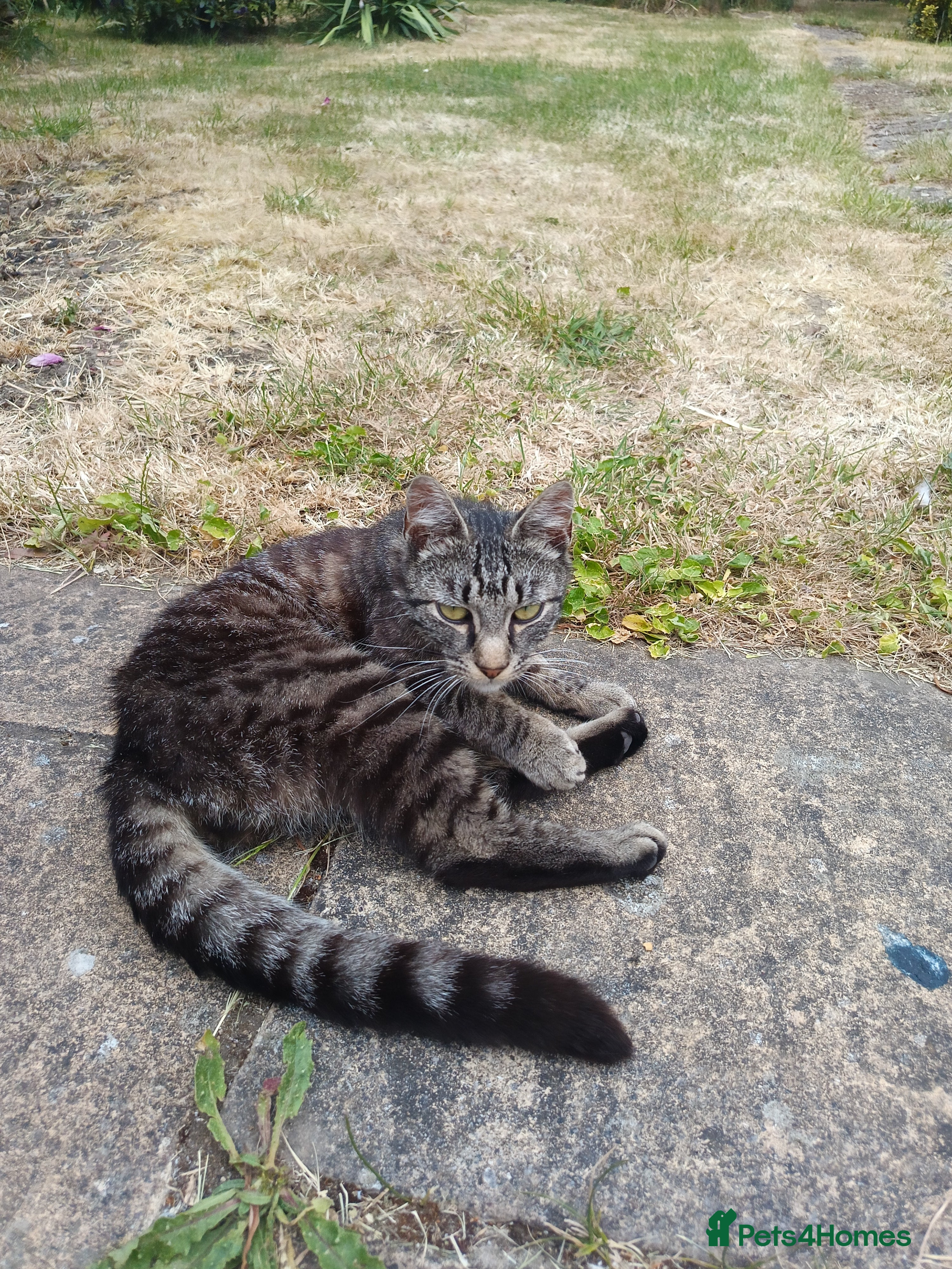 Mixed Breed cats for sale: Male young grey cat in Greenford - Advert 2