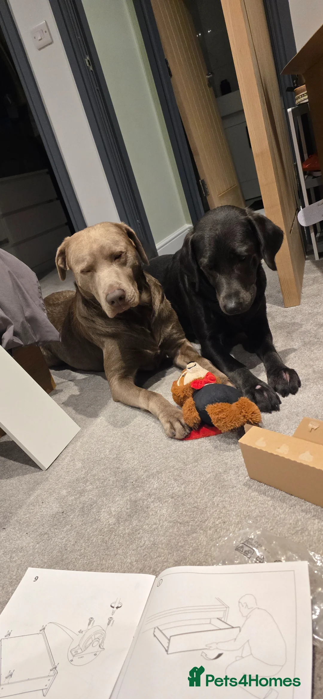 Labrador Retriever dogs for sale: Last pup of litter avalible - Advert 1