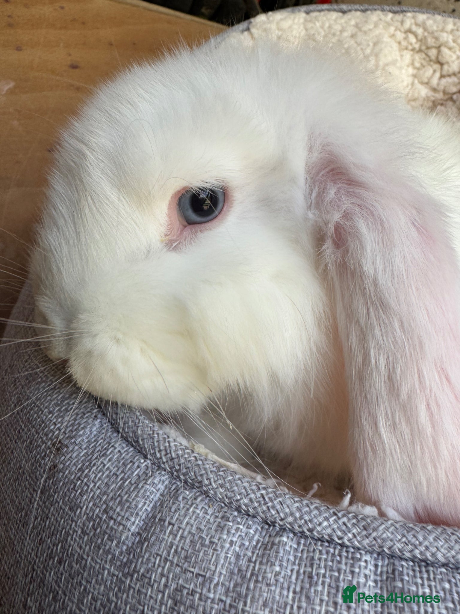 French Lop rabbits for sale: French Giant Lop - Advert 1