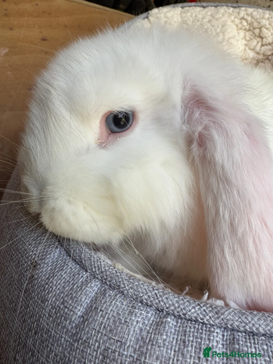 French Lop rabbits for sale: French Giant Lop in Ashford - Advert 1