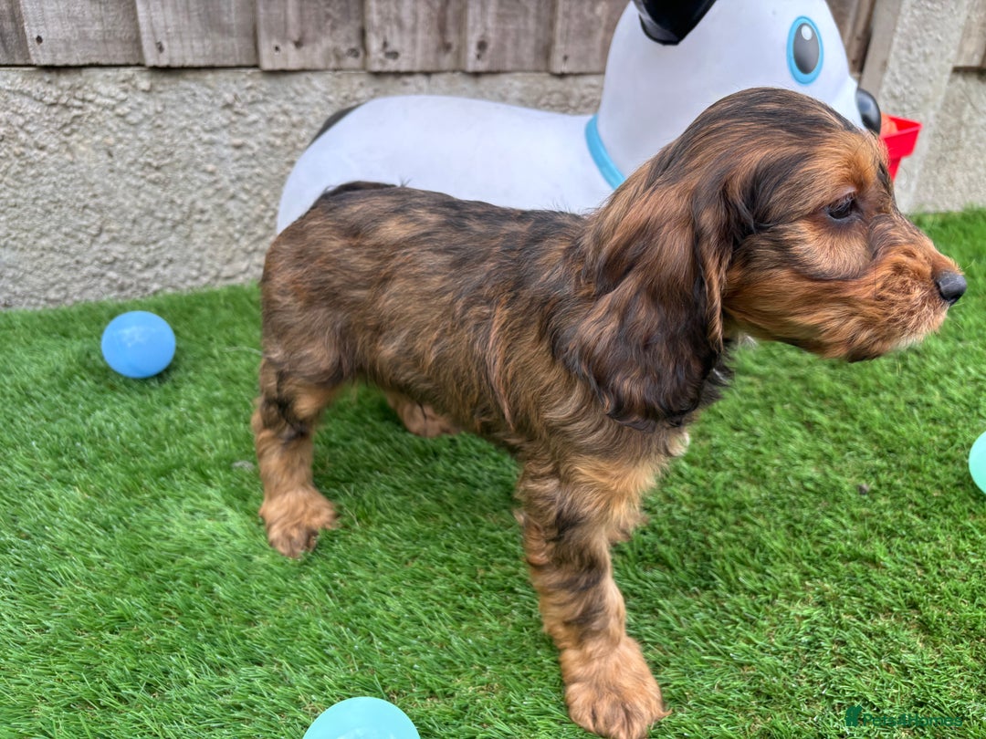 Cockapoo dogs for sale: COCKERPOO’S READY TO LEAVE NOW!  - Image 3