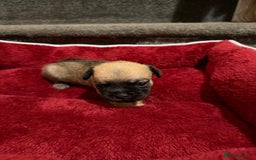 Mixed Breed dogs for sale: Beautiful Little Bundles Of Joy - Image 1
