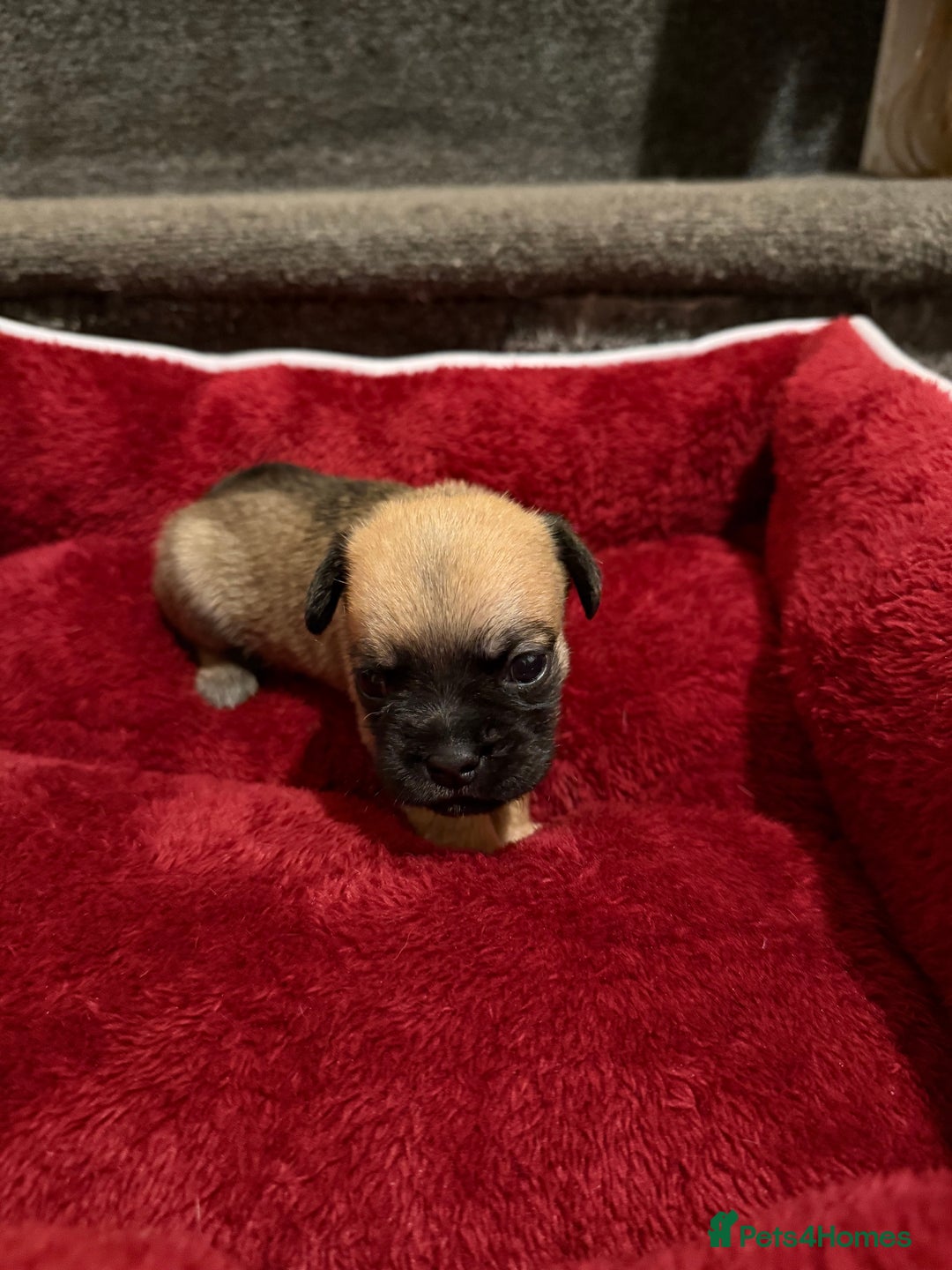 Mixed Breed dogs for sale: Beautiful Little Bundles Of Joy - Image 1