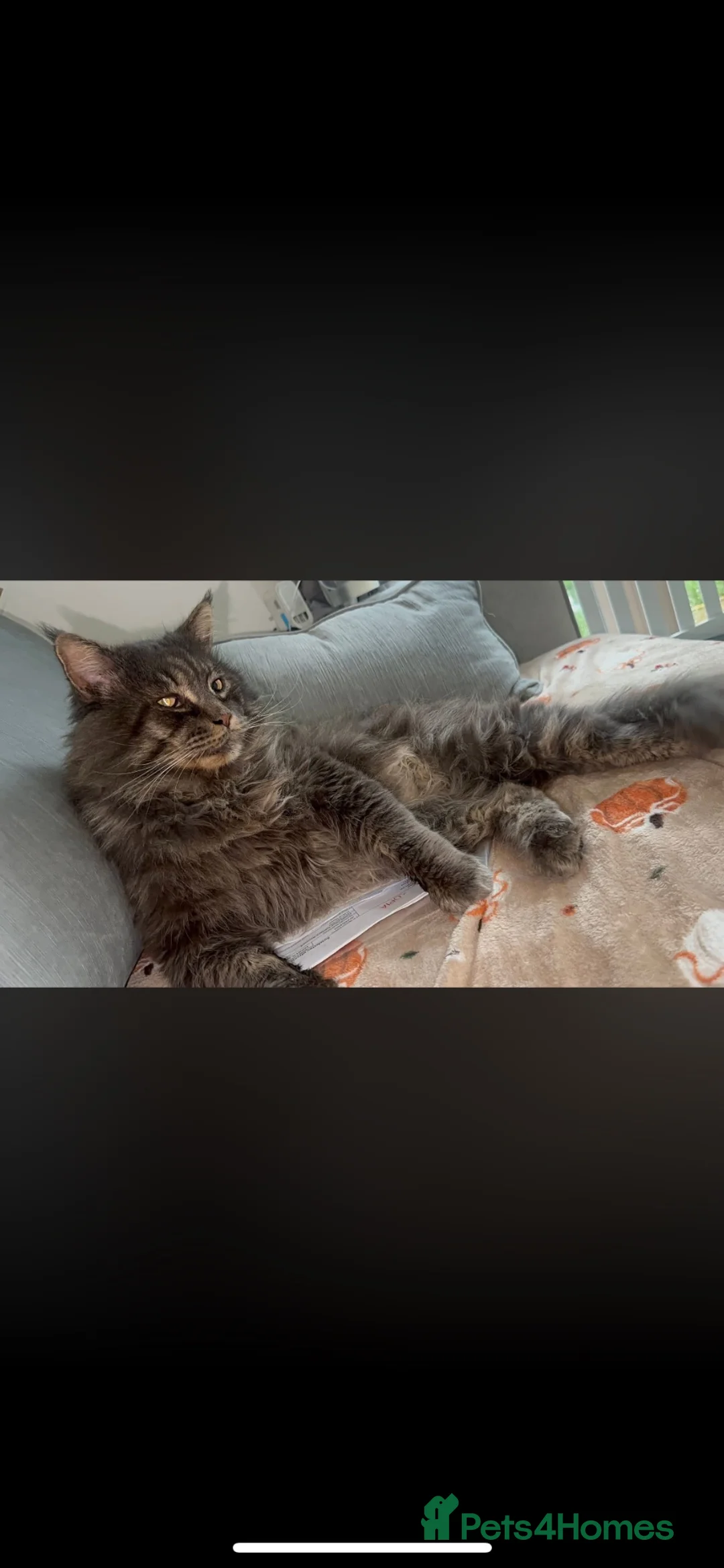 Maine Coon cats for stud: MAINE COON STUD BOY - Advert 2