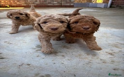 Cockapoo dogs for sale: F1B cockapoo puppies! Ready in 3 weeks!  - Image 1