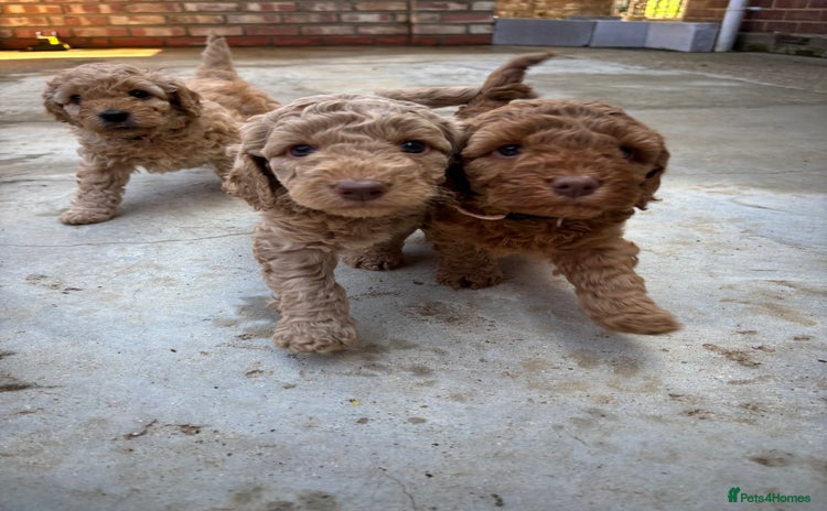 Cockapoo dogs - Advert 7