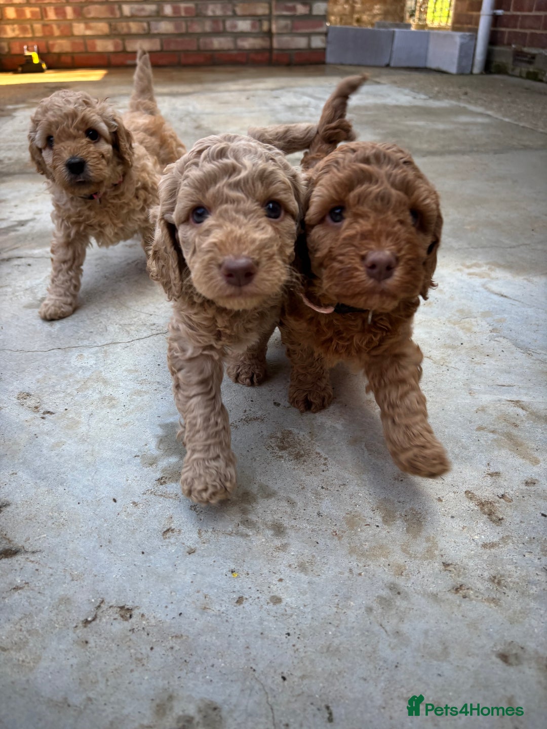 Cockapoo dogs for sale: F1B cockapoo puppies! Ready in 3 weeks!  - Image 1