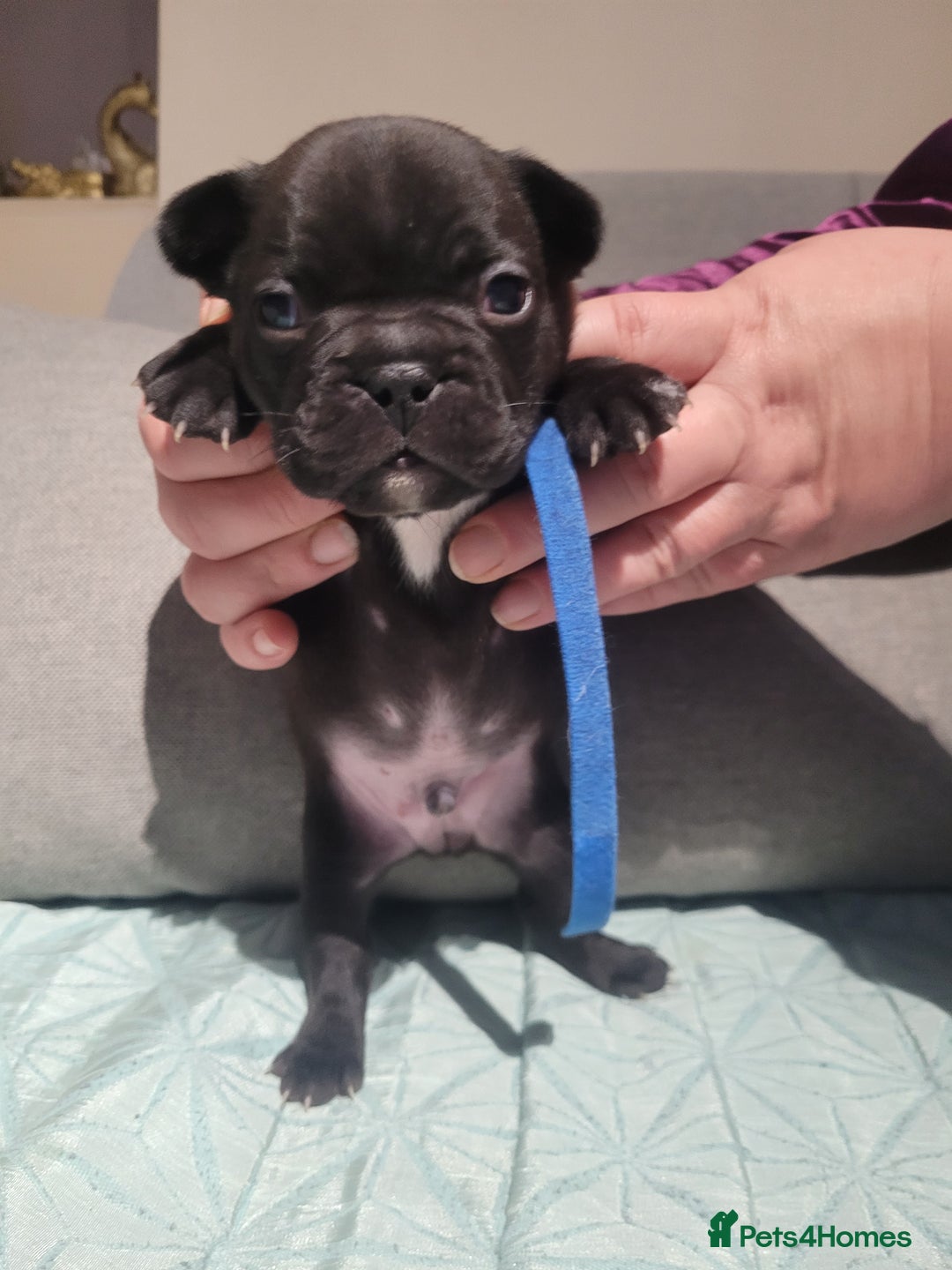 French Bulldog dogs for sale: 2 Girls and 4 Boys - Advert 14