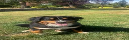 Bernese Mountain Dog dogs for sale: Stunning purebred Bernese Mountain Puppies in Wallington - Advert 1