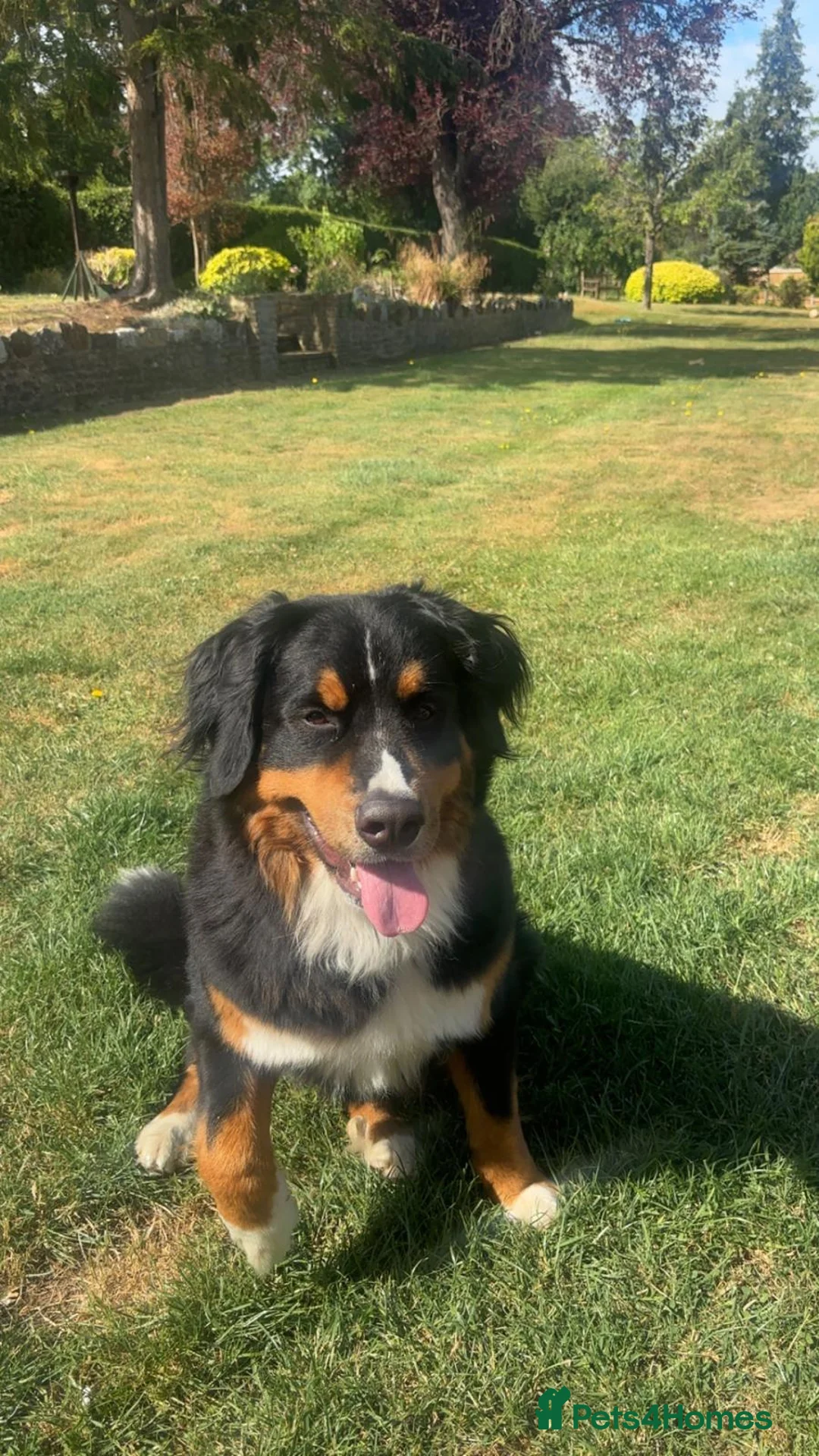 Bernese Mountain Dog dogs for sale: Stunning purebred Bernese Mountain Puppies in Wallington - Advert 1