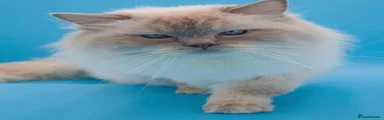 Ragdoll Kitten 2