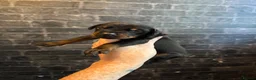Dobermann dogs for sale: ❌ ready monday❌Health tested Dobermans not Kc reg  - Advert 36