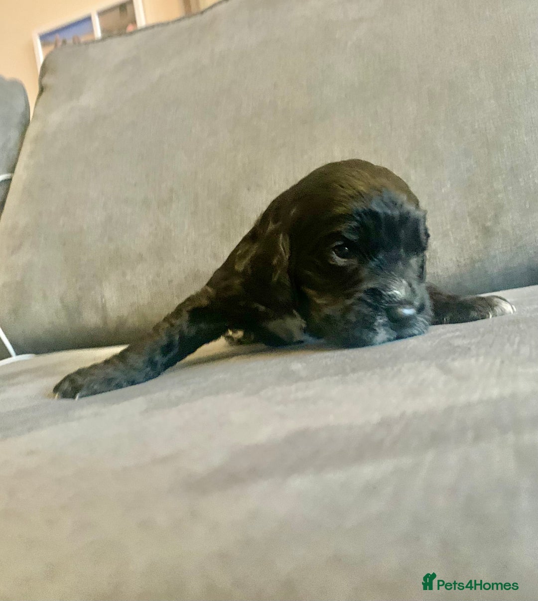 Cockapoo dogs for sale: Cockapoo F1b - Advert 18