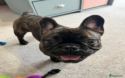 French Bulldog dogs for sale: French bulldog 1 year old  - Image 4
