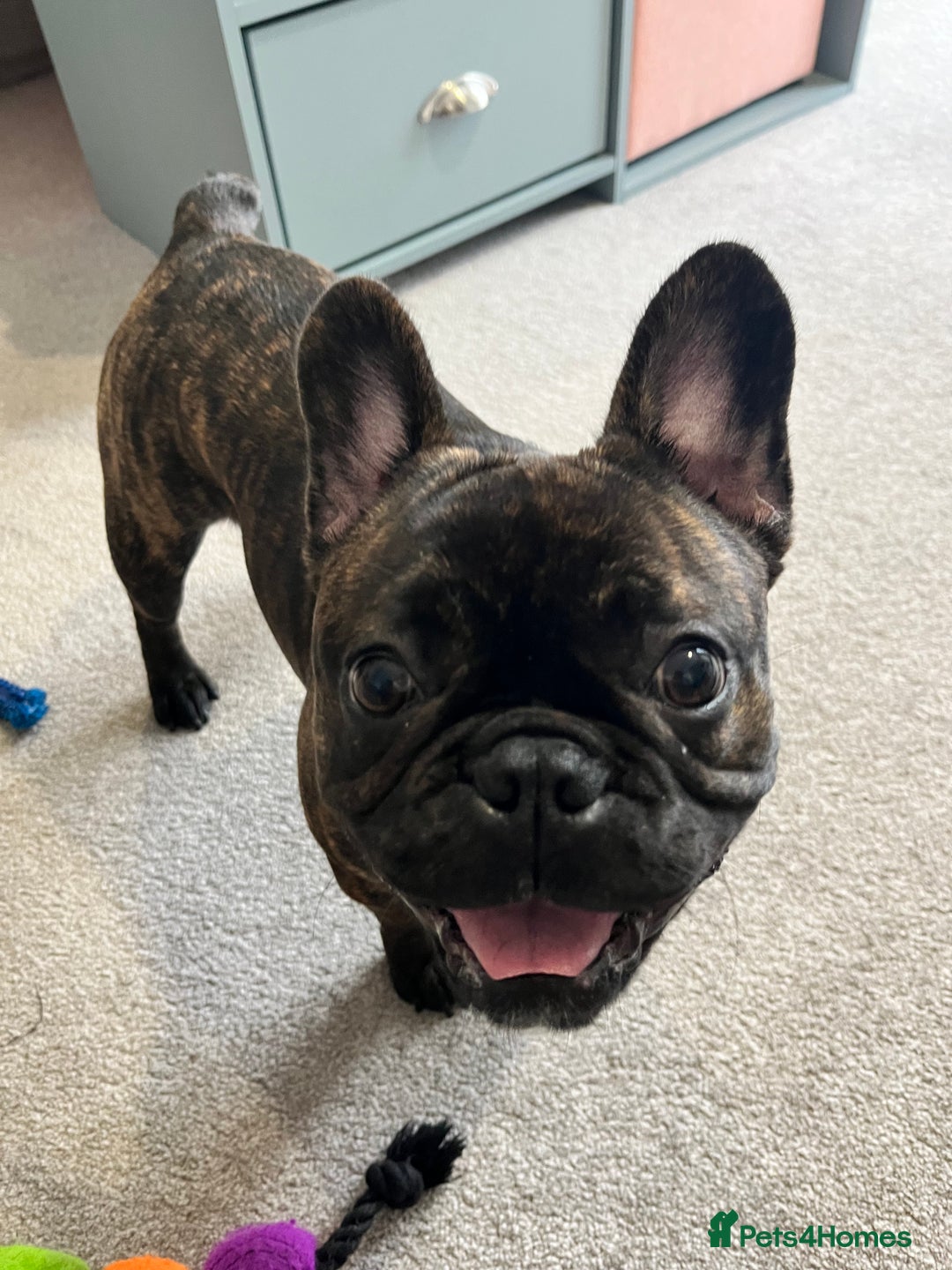French Bulldog dogs for sale: French bulldog 1 year old  - Image 4