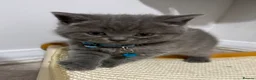 British Shorthair cats for sale: Beautiful British Shorthair Kittens😻 - Advert 29