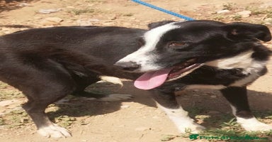 Mixed Breed dogs in Hengoed - Advert 4