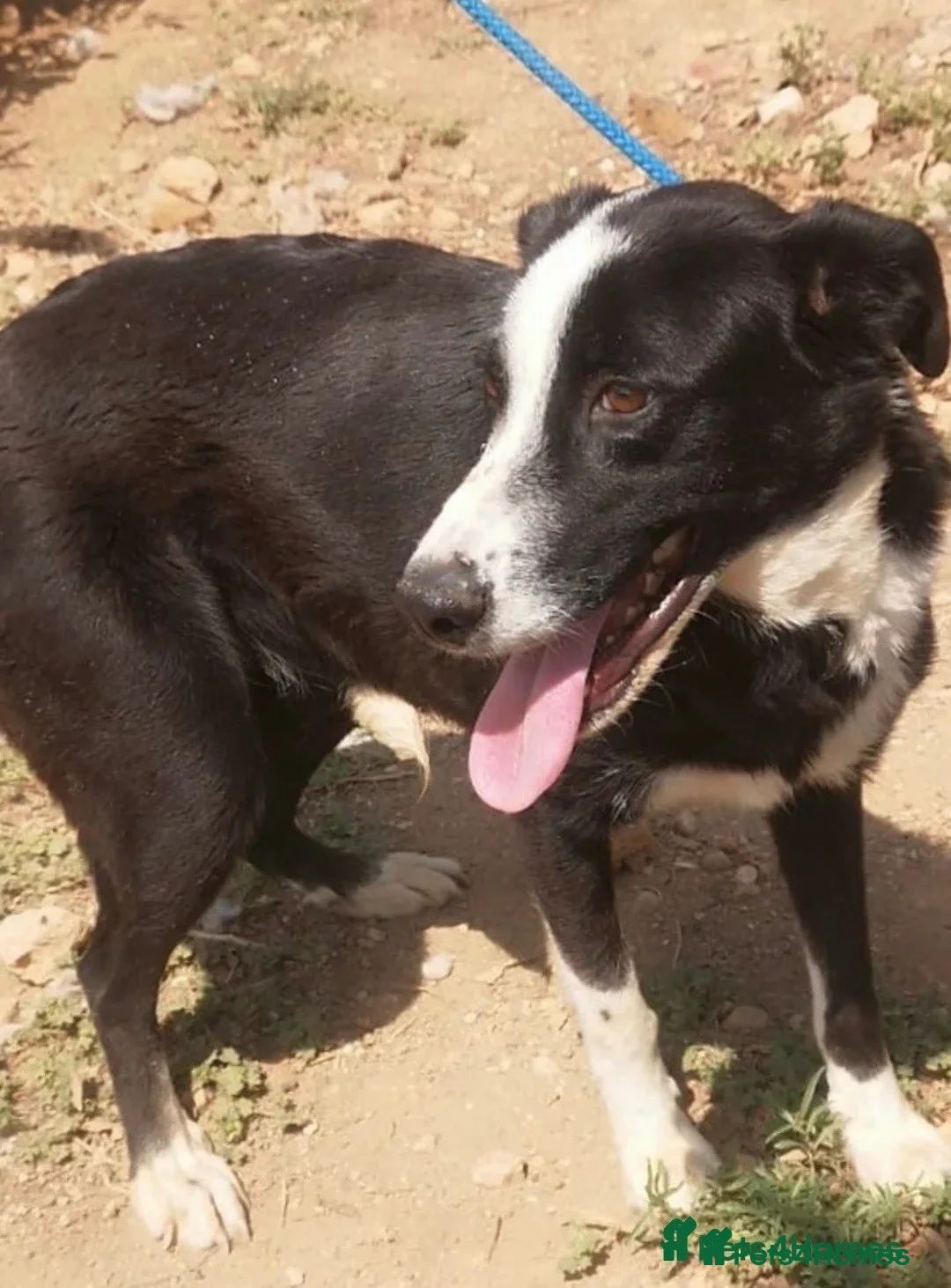 Mixed Breed dogs for adoption: Reduce fee an Urgent 🚨 home for Max in Hengoed - Advert 5