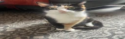 Mixed Breed cats for sale: Mixed breed  - Advert 1