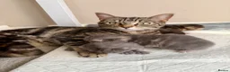 Mixed Breed cats for sale: Lovely Litter Of Mixed Kittens in Hull - Advert 9