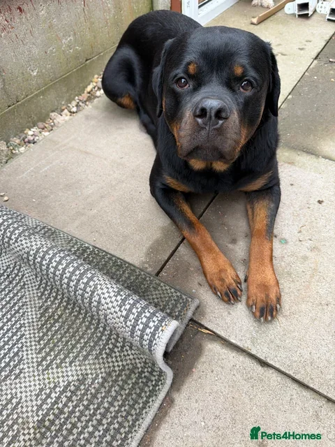 Rottweiler dogs Rottweiler puppies for sale - Advert 4