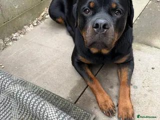Rottweiler dogs Rottweiler puppies for sale - Advert 1