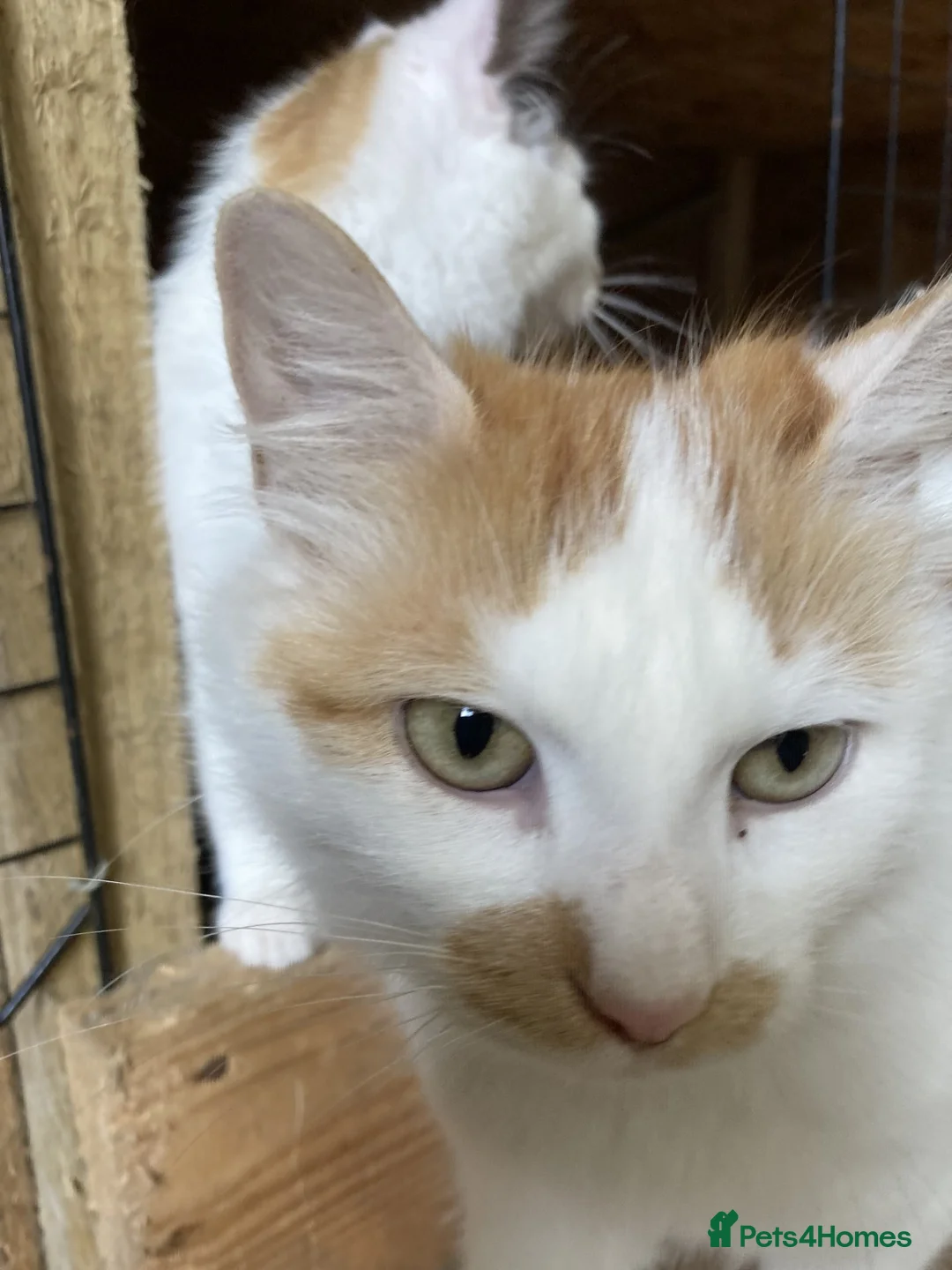 Mixed Breed cats for sale: FLUFFY FRIENDLY KITTENS FOR SALE - Advert 2