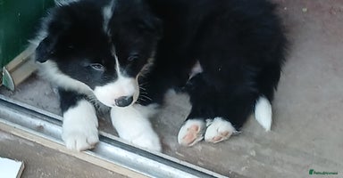 Border Collie dogs - Advert 7