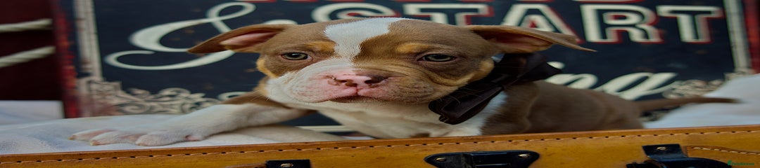 American Bully Puppy 1