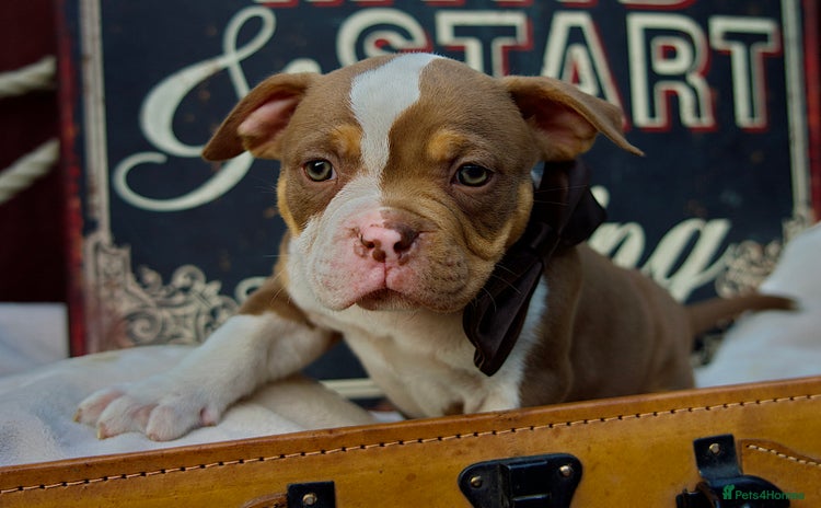 American Bully dogs - Advert 5