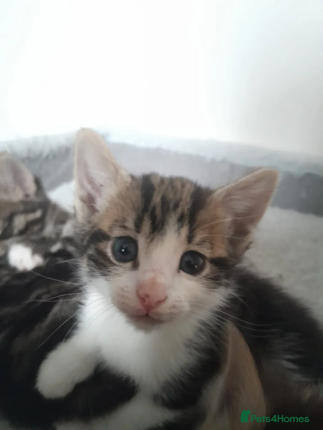 British Shorthair cats for sale: Kittens in Bristol - Advert 2