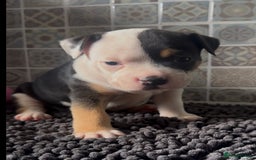 Mixed Breed dogs for sale: Staffie/Frenchie pups - Image 10