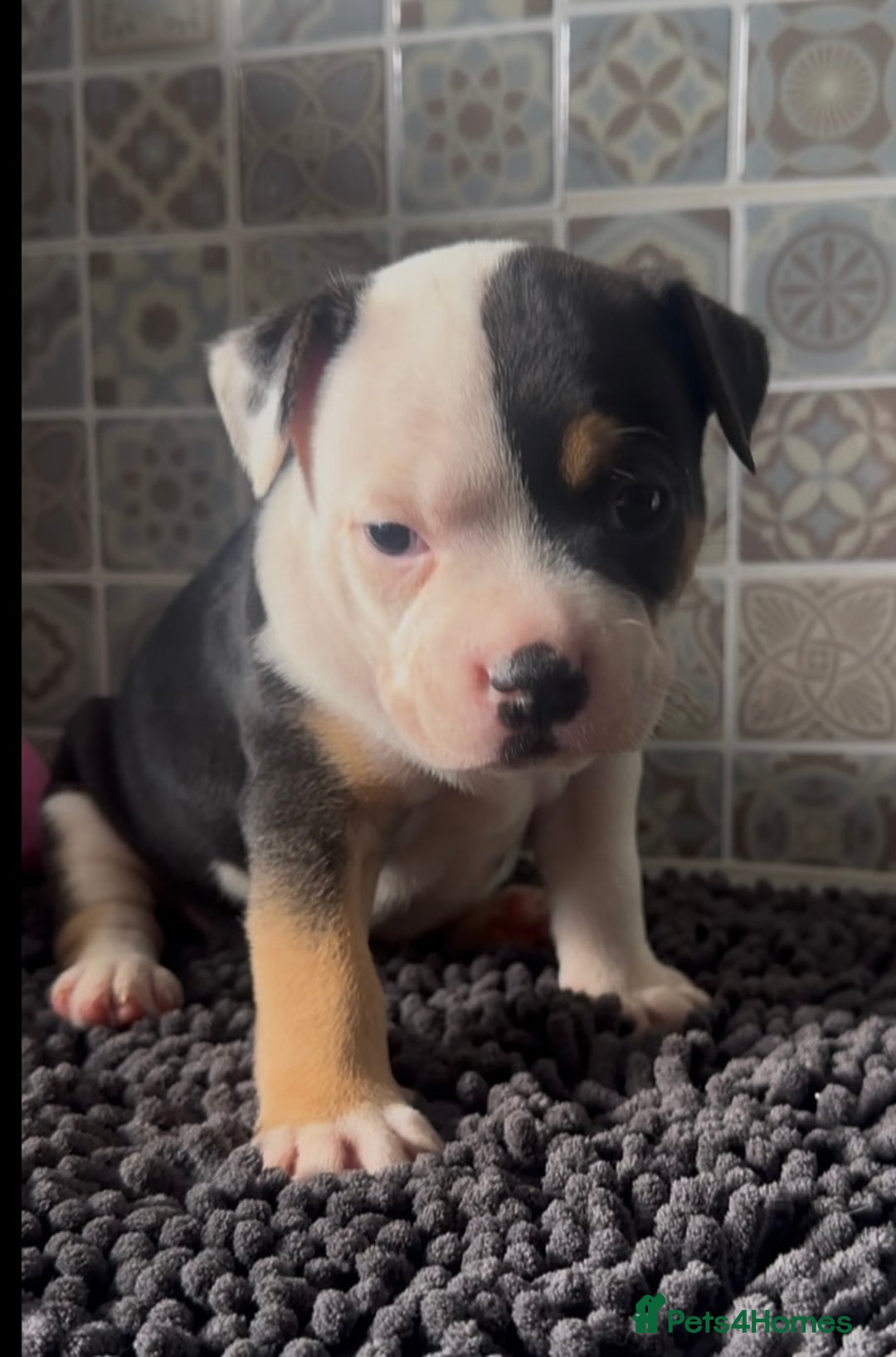 Mixed Breed dogs for sale: Staffie/Frenchie pups - Image 10