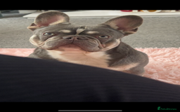 French Bulldog dogs for sale: Male Lilac tri French bulldog  - Image 2