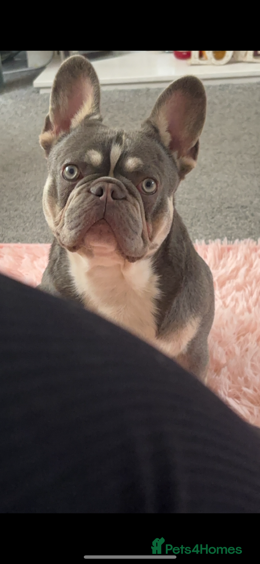 French Bulldog dogs for sale: Male Lilac tri French bulldog  - Image 2