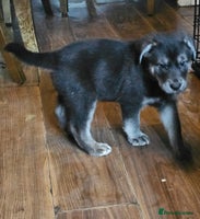 Mixed Breed dogs German sheperd x lab - Advert 9