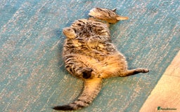 British Longhair cats for sale: FREE: re-home tortoise shell and tabby  - Image 8
