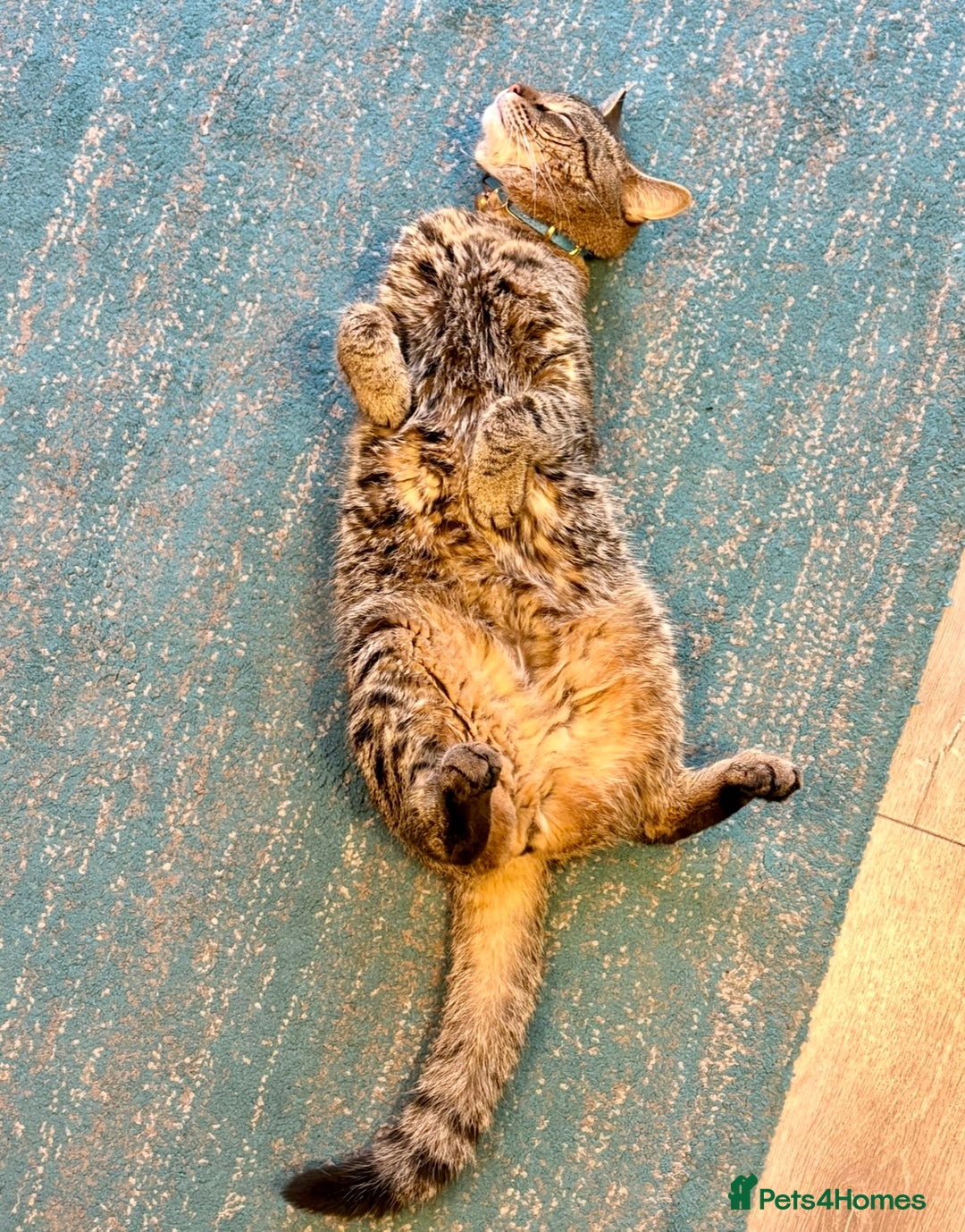 British Longhair cats for sale: FREE: re-home tortoise shell and tabby  - Image 8
