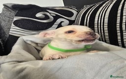 Mixed Breed dogs for sale: Puppy chugs 4 boys  - Image 9
