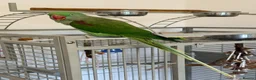 Parrots birds for sale: Aexandrine Parrot Coco in Dunfermline - Advert 2