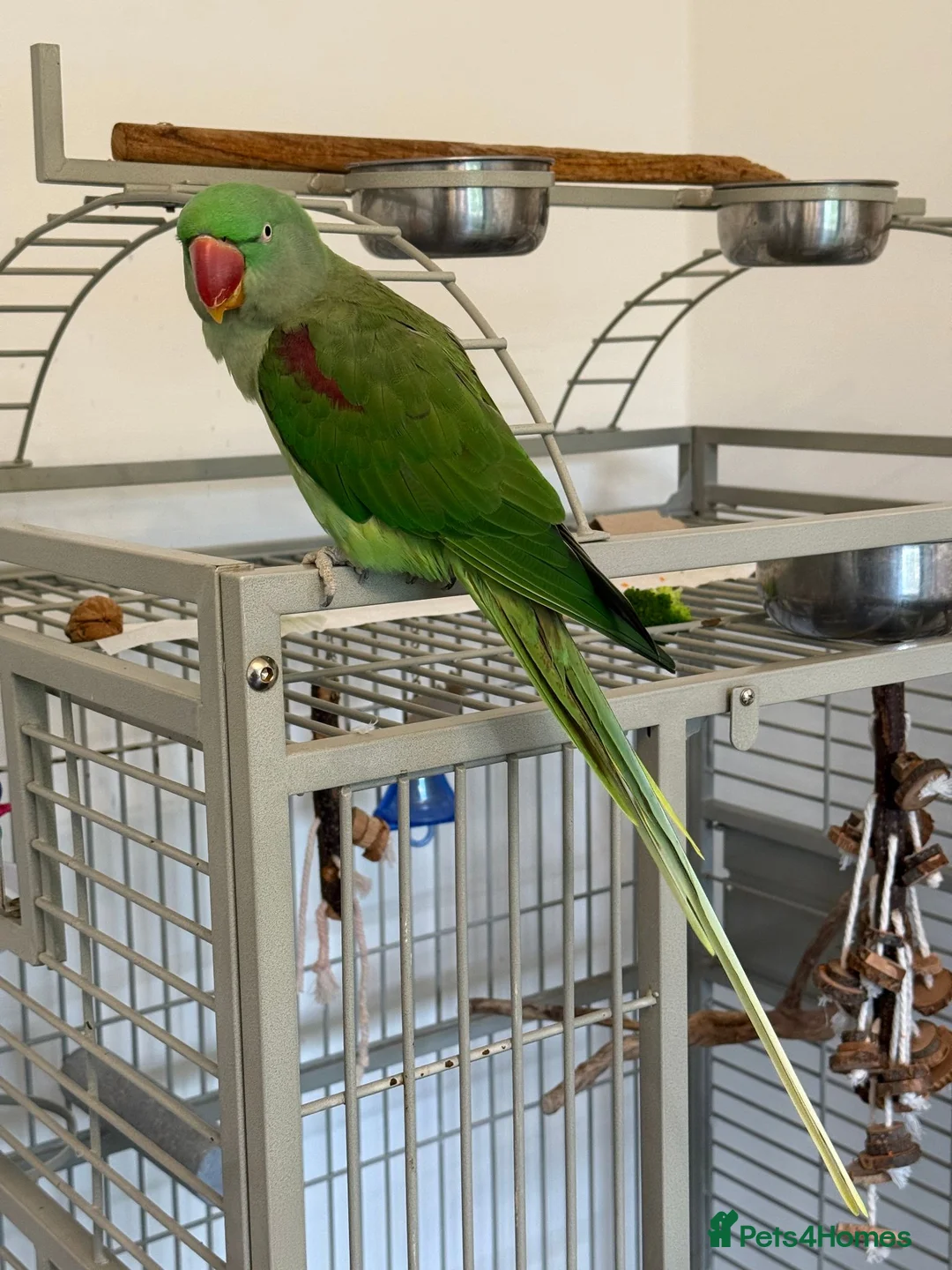 Parrots birds for sale: Aexandrine Parrot Coco in Dunfermline - Advert 2