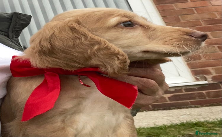 Cocker Spaniel dogs - Advert 1