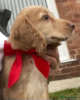 Cocker Spaniel dogs - Advert 16