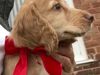 Cocker Spaniel dogs - Advert 4