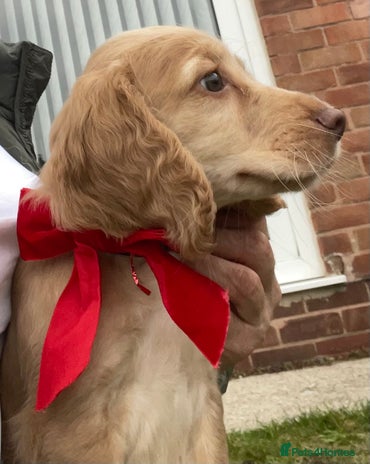 Cocker Spaniel dogs - Advert 1